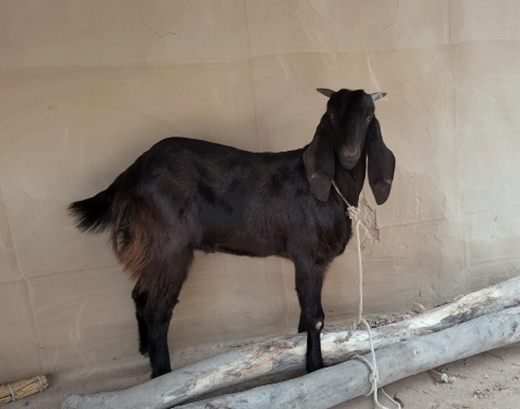 Goat Breeds And Their Behavioural Strategies